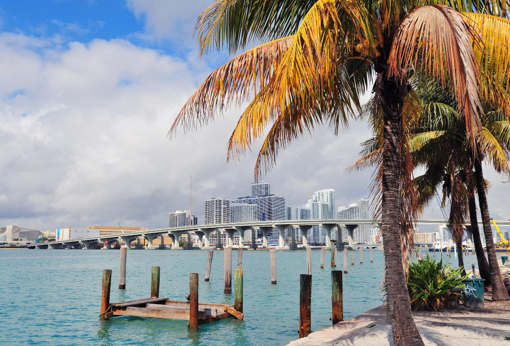 Palm tree by waterfront with bridge and skyline.